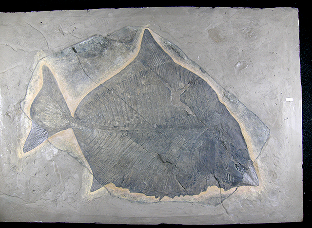 Pesce-fossile-di-Comeno Pesce-fossile-di-Comeno