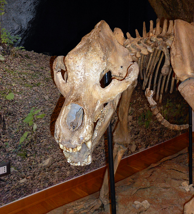Ursus-spelaeus Ursus-spelaeus