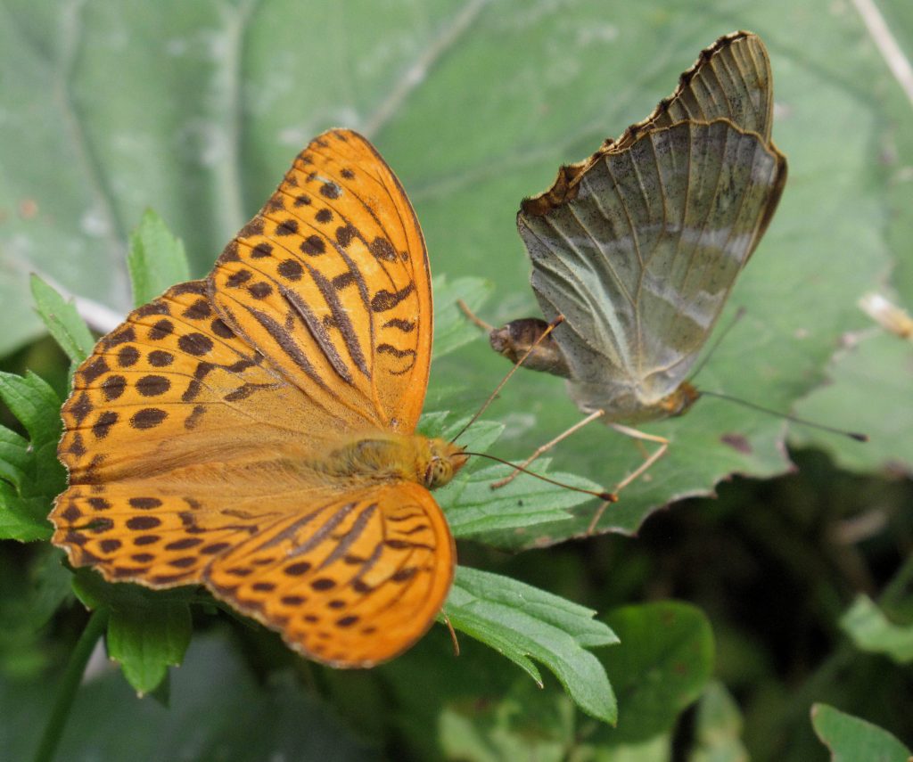 Argynnis paphia m, f compr