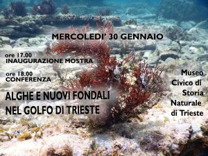 Cystoseira crinita copia