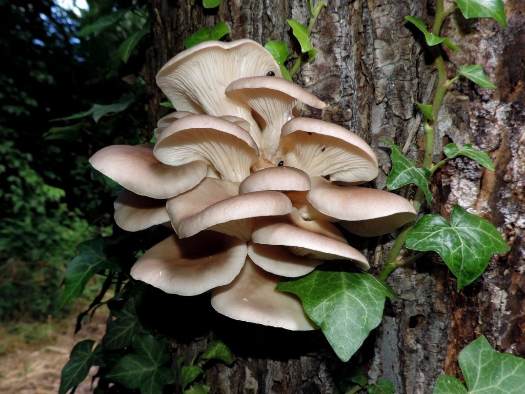 Pleurotus ostreatus